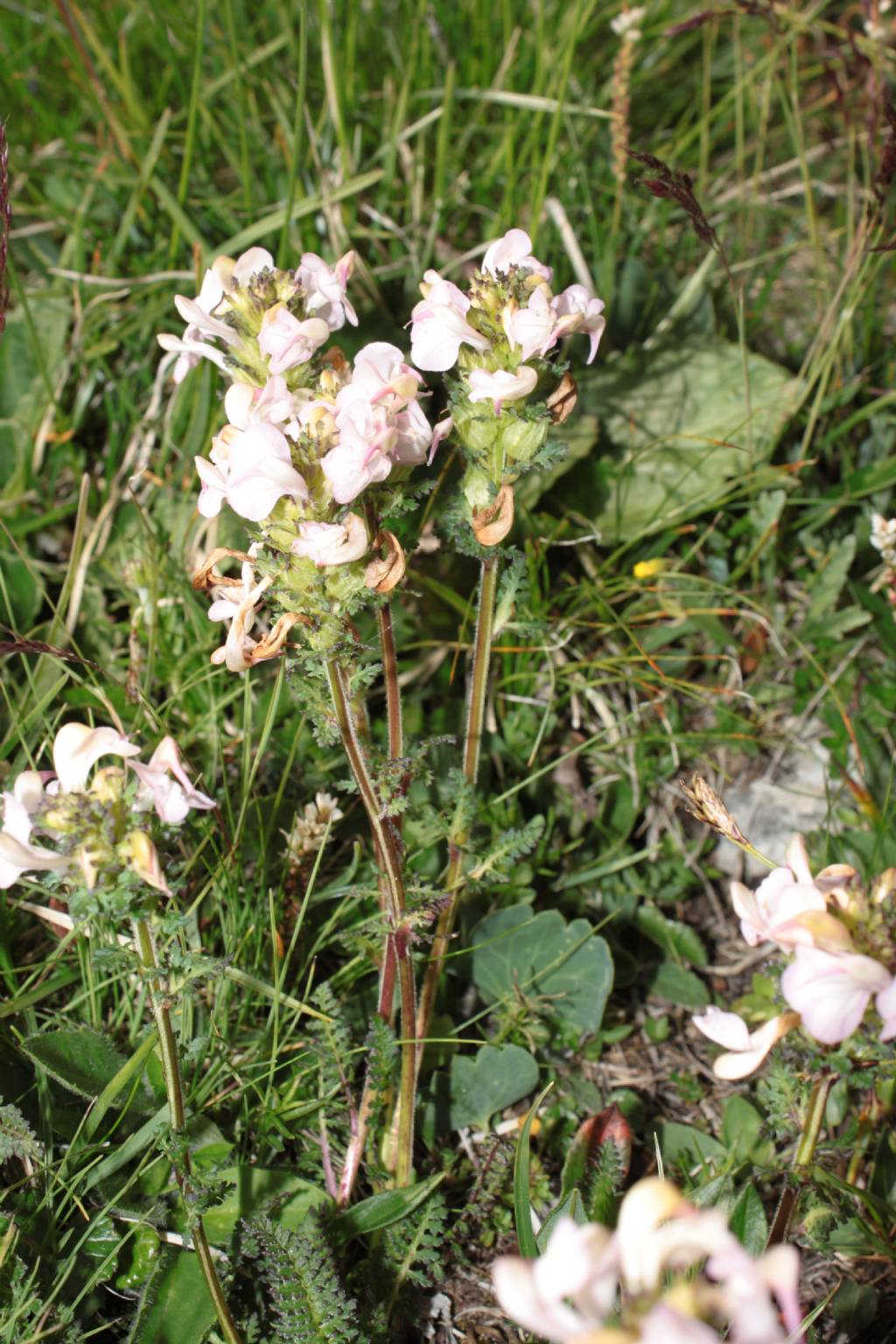 Pedicularis da ID.-3